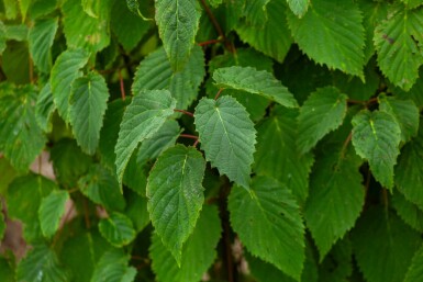 Davidia involucrata meerstammig 200-250