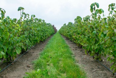 Davidia involucrata meerstammig 200-250