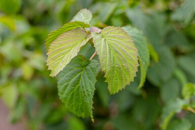 Davidia involucrata meerstammig 200-250