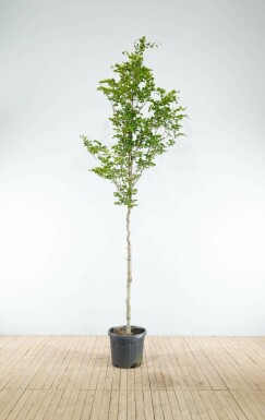 Fagus sylvatica hoogstam