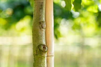 Fagus sylvatica hoogstam 14/16