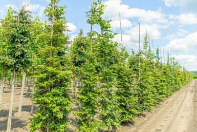 Gewone beuk Fagus sylvatica Beveerd stamomtrek 18-20 P Fagus sylvatica beveerd 18/20