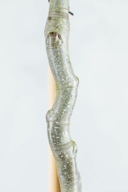 Fagus sylvatica meerstammig 350-400