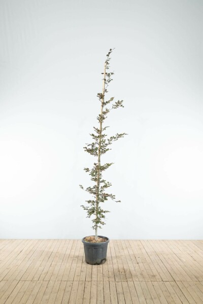 Fagus sylvatica 'Atropunicea' beveerd 20/25