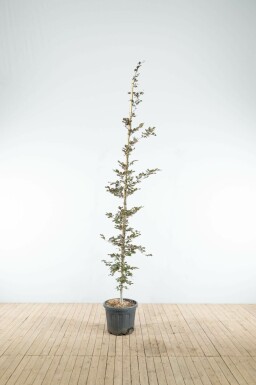 Fagus sylvatica 'Atropunicea' beveerd