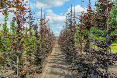 Fagus sylvatica 'Atropunicea' beveerd 20/25