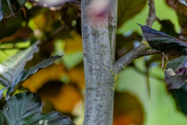 Fagus sylvatica 'Atropunicea' meerstammig 250-300