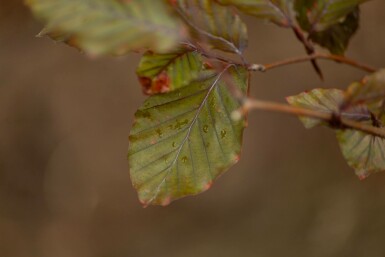 Fagus sylvatica 'Atropunicea' meerstammig 250-300
