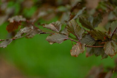 Fagus sylvatica 'Atropunicea' leiboom
