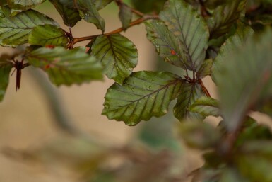 Fagus sylvatica 'Atropunicea' leiboom