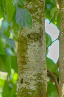 Fagus sylvatica 'Pendula' hoogstam 14/16