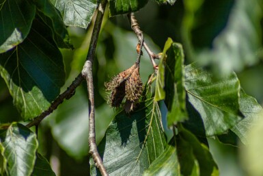 Fagus sylvatica 'Pendula' hoogstam 14/16