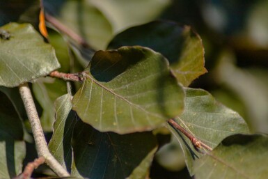 Bruine treurbeuk Fagus sylvatica 'Purple Fountain' Hoogstam Fagus sylvatica 'Purple Fountain' hoogstam