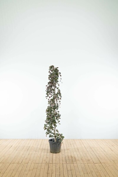 Fagus sylvatica 'Purple Fountain' beveerd 4-6