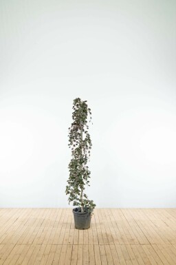 Fagus sylvatica 'Purple Fountain' beveerd