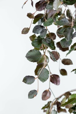 Fagus sylvatica 'Purple Fountain' beveerd