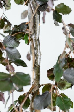 Fagus sylvatica 'Purple Fountain' beveerd 4-6