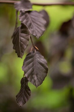 Fagus sylvatica 'Purple Fountain' beveerd 4-6