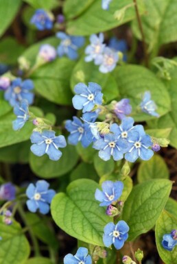 Amerikaans vergeet-mij-nietje Omphalodes verna 5-10 Pot P9