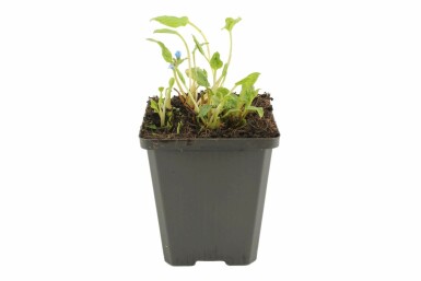 Amerikaans vergeet-mij-nietje Omphalodes verna 5-10 Pot P9 Omphalodes verna