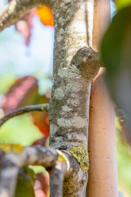 Fagus sylvatica 'Purpurea Pendula' hoogstam 10/12