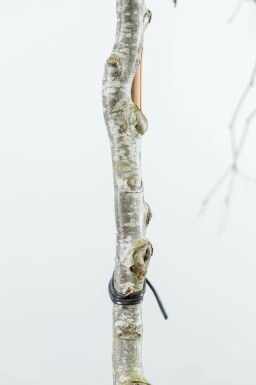 Fagus sylvatica 'Purpurea Pendula' treurvorm 120cm stam