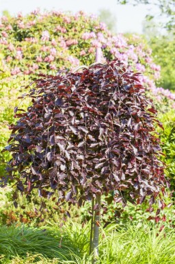 Fagus sylvatica 'Purpurea Pendula' treurvorm 120cm stam