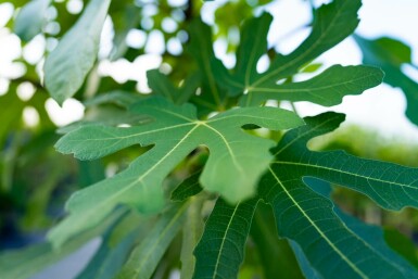 Ficus carica hoogstam