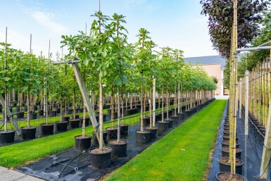 Ficus carica hoogstam 14/16