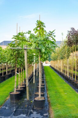 Ficus carica hoogstam 14/16