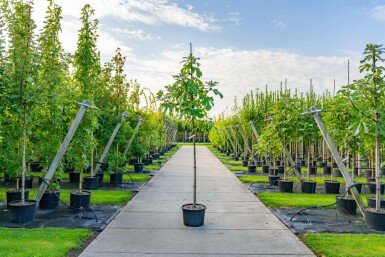 Ficus carica hoogstam 14/16