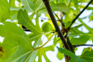 Ficus carica hoogstam 14/16