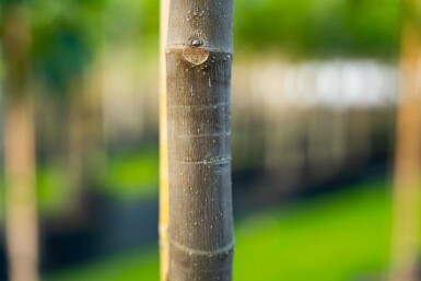 Ficus carica hoogstam 14/16