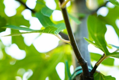 Ficus carica hoogstam 14/16