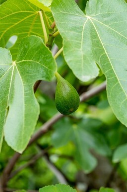 Ficus carica meerstammig 200-250