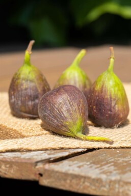 Ficus carica meerstammig 200-250