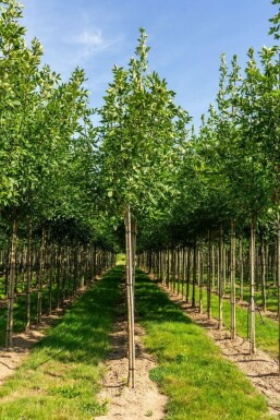 Amerikaanse es Fraxinus americana Fraxinus americana