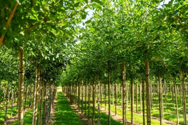 Fraxinus americana hoogstam 10/12