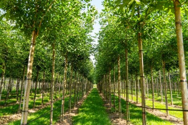 Fraxinus americana hoogstam 10/12