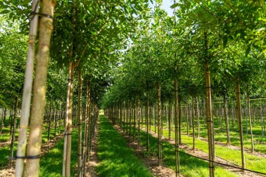 Fraxinus americana hoogstam 10/12