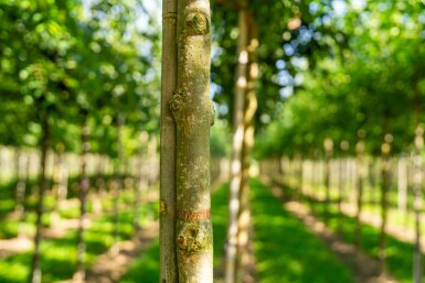 Fraxinus americana hoogstam 10/12