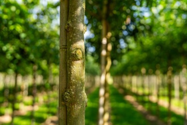 Fraxinus americana hoogstam 10/12