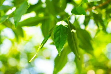 Fraxinus americana hoogstam 10/12