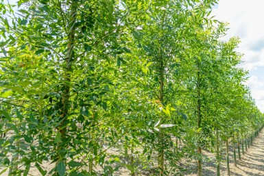 Smalbladige es Fraxinus angustifolia 'Raywood' Fraxinus angustifolia 'Raywood'