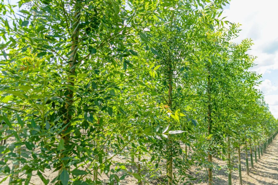 Smalbladige es Fraxinus angustifolia 'Raywood' Hoogstam stamomtrek 10-12 P Fraxinus angustifolia 'Raywood' hoogstam 10/12