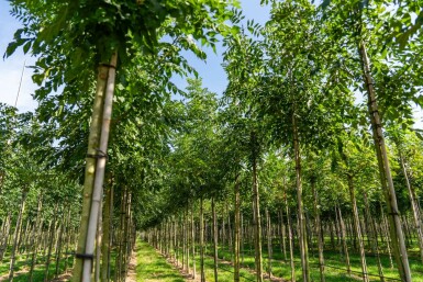 Fraxinus angustifolia 'Raywood' hoogstam 10/12
