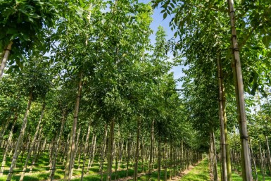 Fraxinus angustifolia 'Raywood' hoogstam 10/12