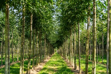 Fraxinus angustifolia 'Raywood' hoogstam 10/12