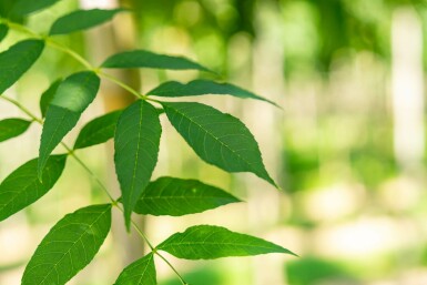 Smalbladige es Fraxinus angustifolia 'Raywood' Hoogstam stamomtrek 10-12 P Fraxinus angustifolia 'Raywood' hoogstam 10/12