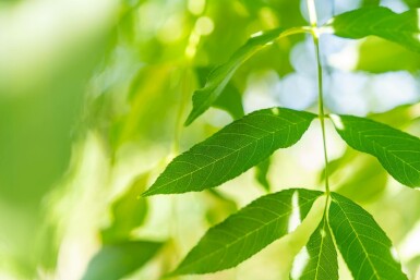 Smalbladige es Fraxinus angustifolia 'Raywood' Hoogstam stamomtrek 10-12 P Fraxinus angustifolia 'Raywood' hoogstam 10/12